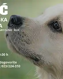 Zilic Insertioweb